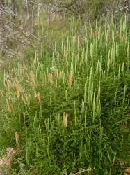 Lycopodium scariosum. Plants spreading densely under scrub with abundant juvenile and mature strobili.
 Image: L.R. Perrie © Leon Perrie CC BY-NC 4.0